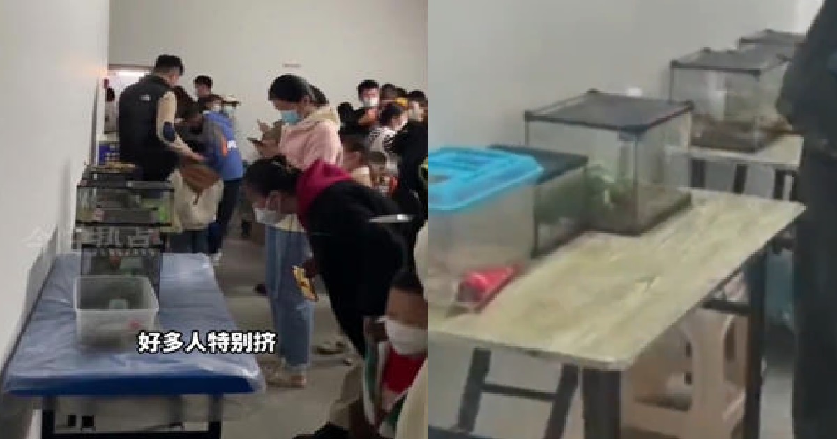 WOMAN SCAMMED INTO “OCEANARIUM” THAT TURNED OUT TO BE FISH TANKS IN A LIVING ROOM