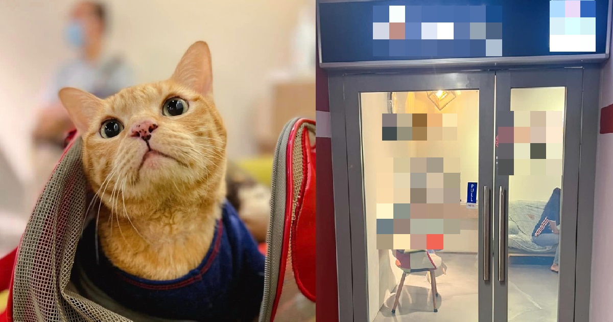 VET @ LOYANG REFUSED TO TREAT WOMAN’S CAT UNLESS SHE PAID $72 “WALK IN FEE”