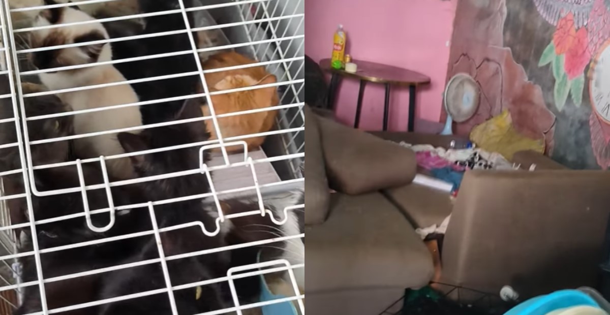 13 OVER CATS RESCUED FROM SEMBAWANG FLAT, 1 REDUCED TO ‘SKIN & BONES’