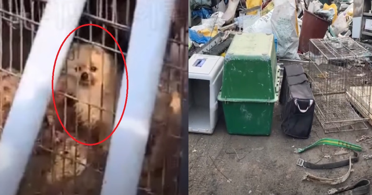 MAN STARVED DOGS TO DEATH FOR 3 YEARS, MORE THAN 1,000 DEAD DOGS FOUND AT HIS HOME