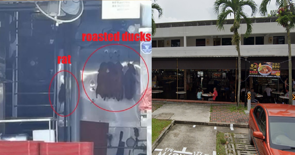 GIANT RAT SEEN CRAWLING UP PIPE @ ANG MO KIO ROASTED DUCK STALL, CUSTOMER HORRIFIED