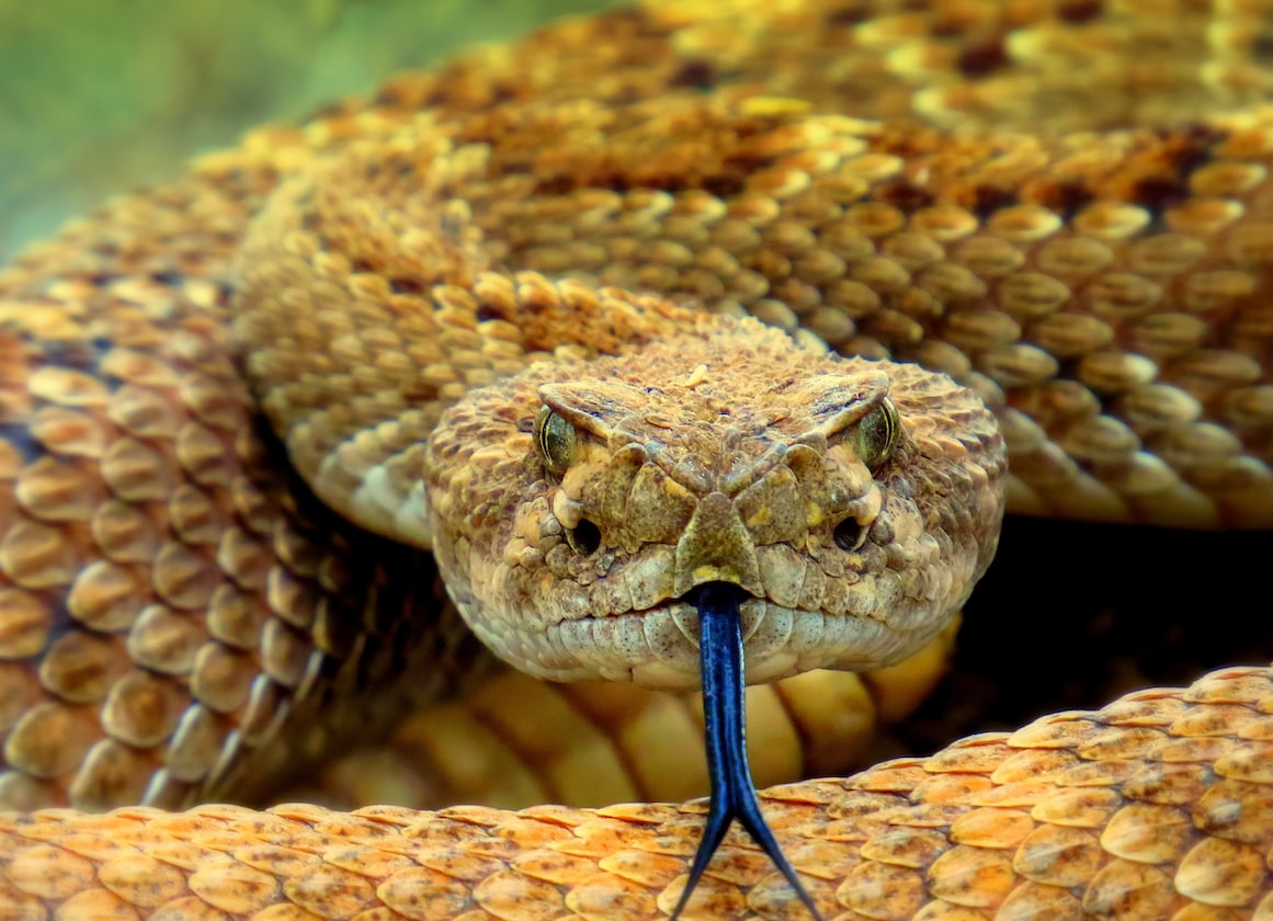 MAN SAYS WANTS TO QUIT, COMPANY IS GOOD BUT THE SUPERVISOR IS A SERPENT FROM HELL