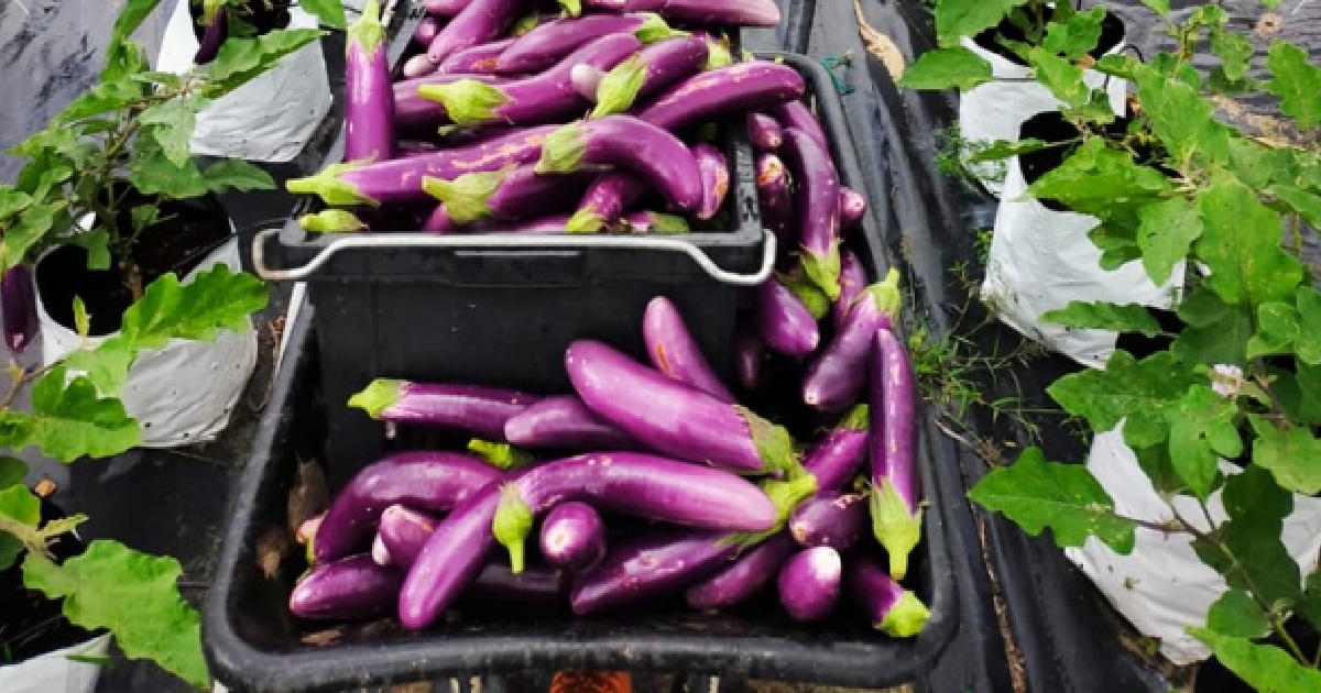28 Y.O EARNS $12K/MONTH WORKING AS A FARMER, SELLING VEGETABLES & FRUITS