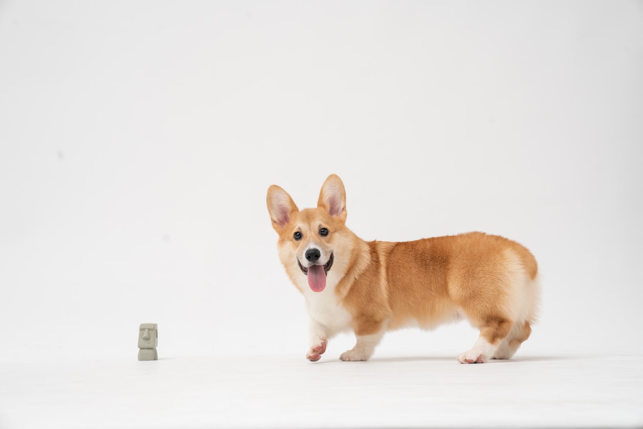 BOSS SAY EMPLOYEES ARE JUST LIKE PET DOGS CAN GET NEW ONE ANYTIME