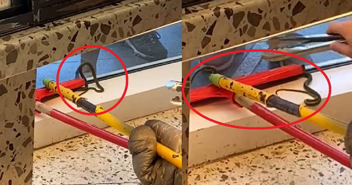 SNAKE SPOTTED UNDER SHELVES OF BAKERY @ CAPITOL PIAZZA, STAFF TRIES TO CATCH IT WITH MOP