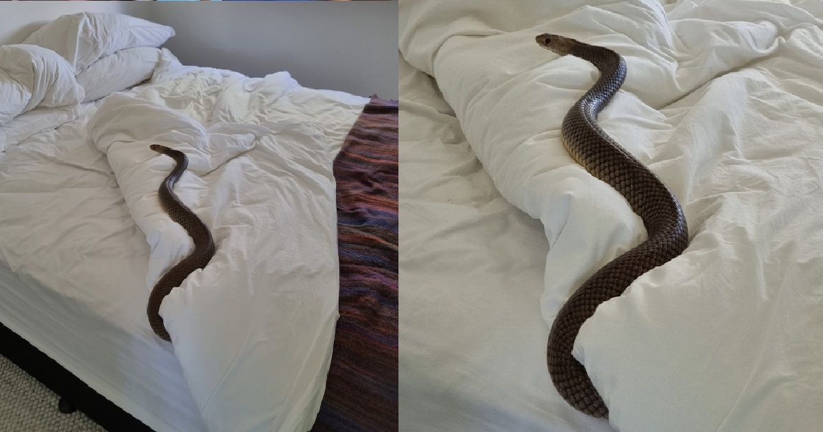 WOMAN FINDS 2 METRE SNAKE ON HER BED, FINDS OUT IT’S 2ND MOST POISONOUS IN THE WORLD