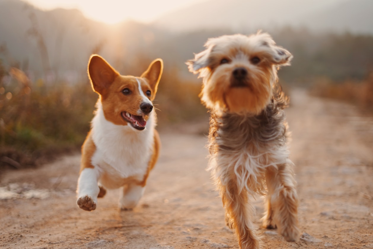 COUPLE FORGOT TO LOCK DOOR WHILE ‘DOING IT’, MUM SAW THEM ACTING LIKE ‘DOGS’