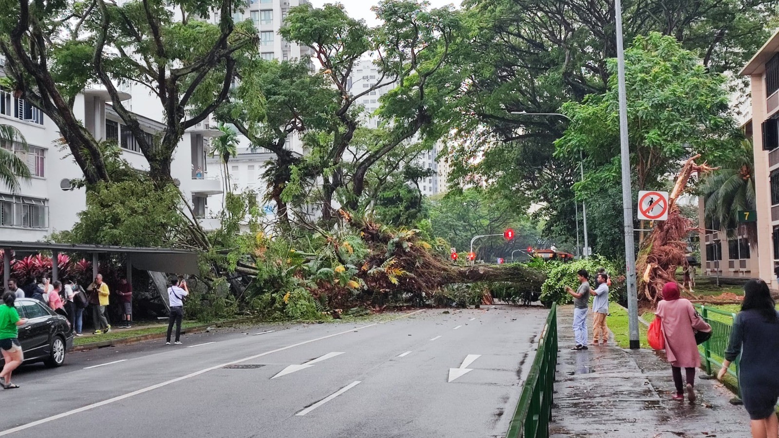 TREE COLLAPSE @ TIONG BAHRU, WRECKING WALKWAY SHELTER & BLOCKING OFF THE WHOLE ROAD
