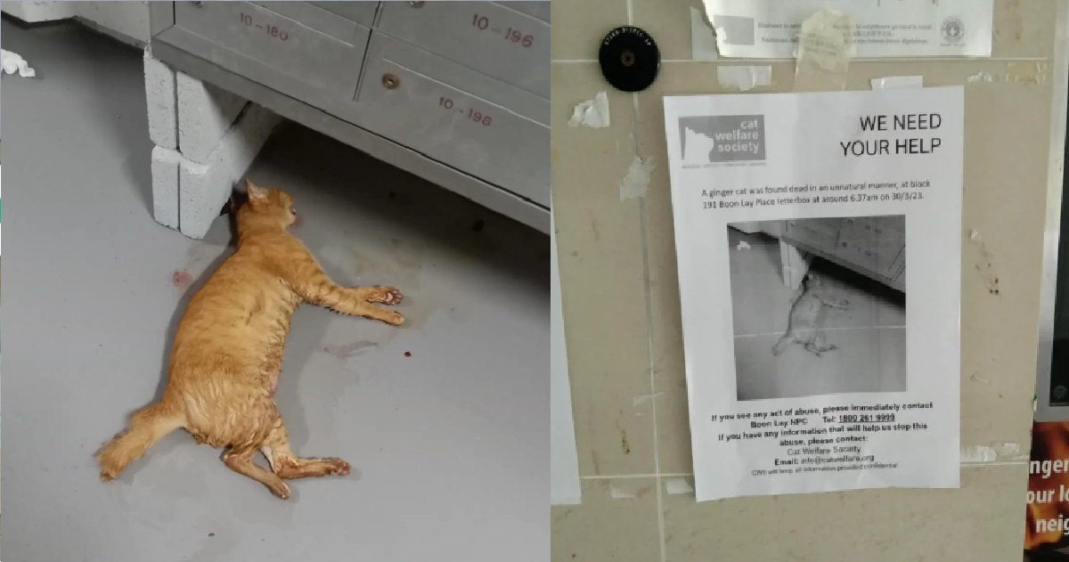YET ANOTHER CAT FOUND DEAD @ BOON LAY HDB WITH MULTIPLE INJURIES & BLOOD STAINS