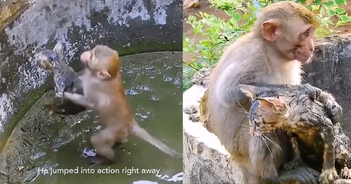 MONKEY JUMPS INTO DEEP WELL TO RESCUE KITTEN THAT WAS STRANDED INSIDE