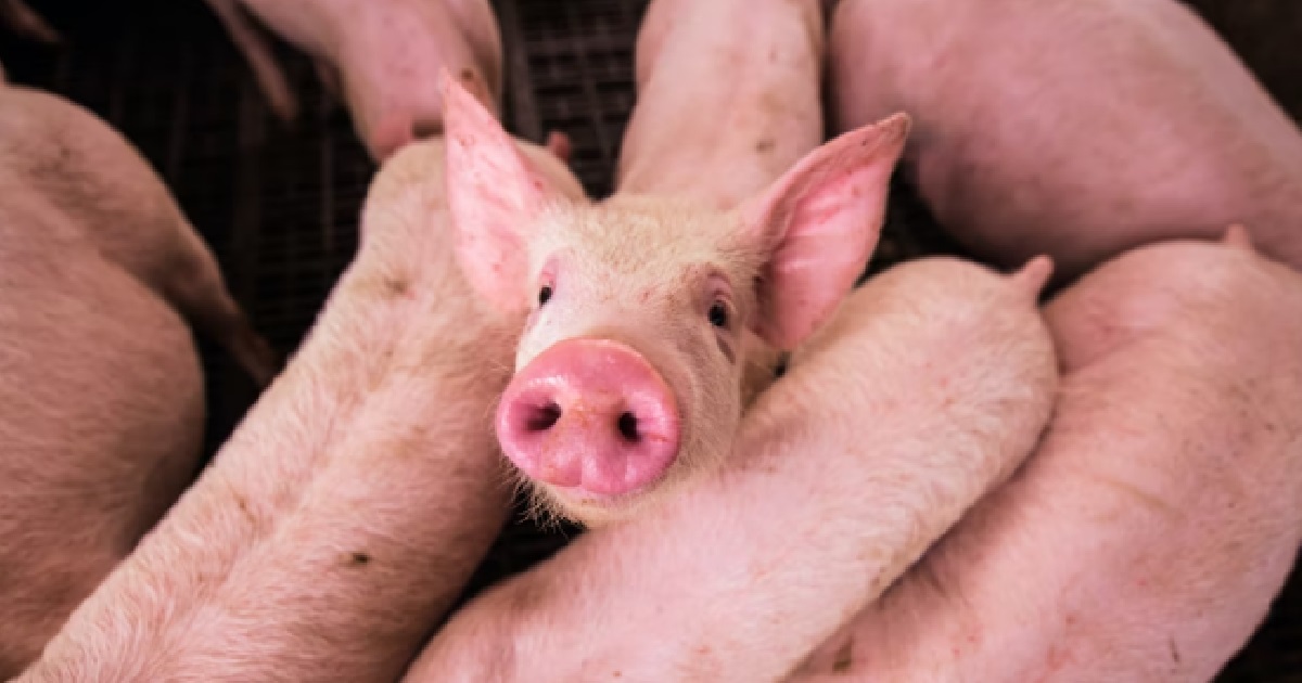 S’PORE STOPS IMPORT OF PIGS FROM PULAU BULAN IN INDONESIA, AFRICAN SWINE FEVER DETECTED