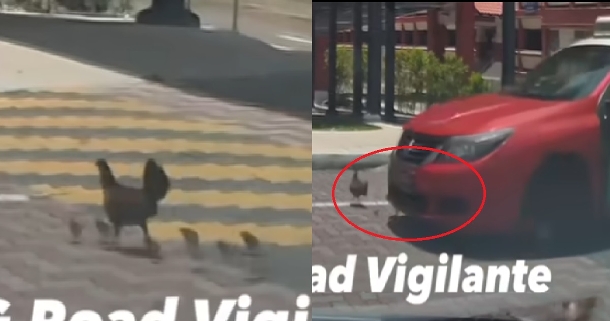 TAXI DRIVER RUTHLESSLY RUNS OVER CHICK & CRUSHES IT IN FRONT OF MOTHER HEN @ PASIR RIS