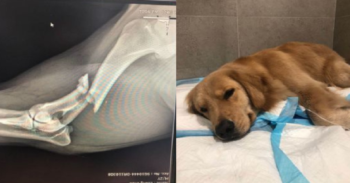DOG BROKE ITS ARM IN HIT-&-RUN ACCIDENT AT GEYLANG, OWNER APPEALING FOR WITNESSES