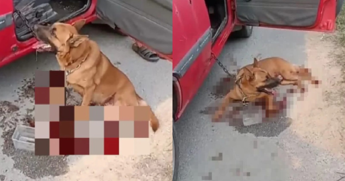 MAN CHAINED DOG TO HIS CAR & DRAGGED IT ON THE ROAD, DOG DIED & MAN ARRESTED