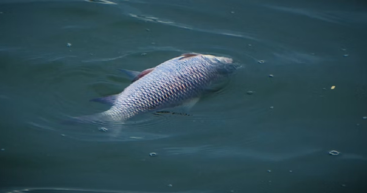 GUY’S GF WANTS TO PIAK ALL THE TIME BUT IS BAD IN BED, LIE DOWN LIKE A DEAD FISH