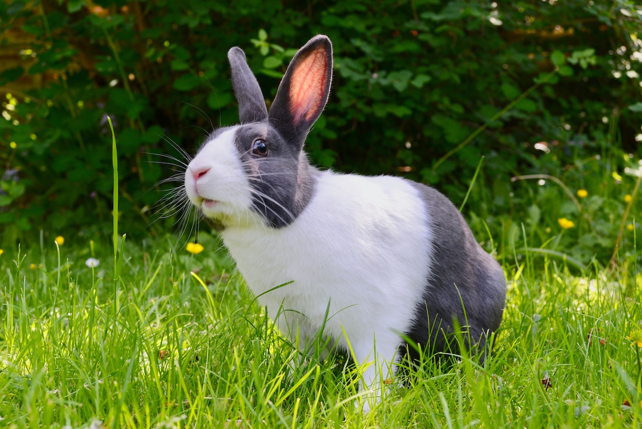 WOMAN BUYS A PET RABBIT ON IMPULSE AND LEFT THE ANIMAL TO DIE IN HEAT