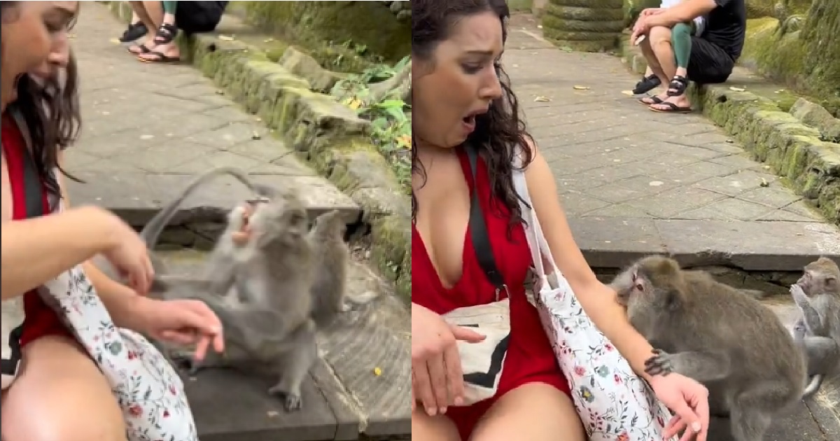 WOMAN TOLD NOT TO PLAY WITH MONKEYS BUT SHE STILL DID IT, END UP KENA BITTEN