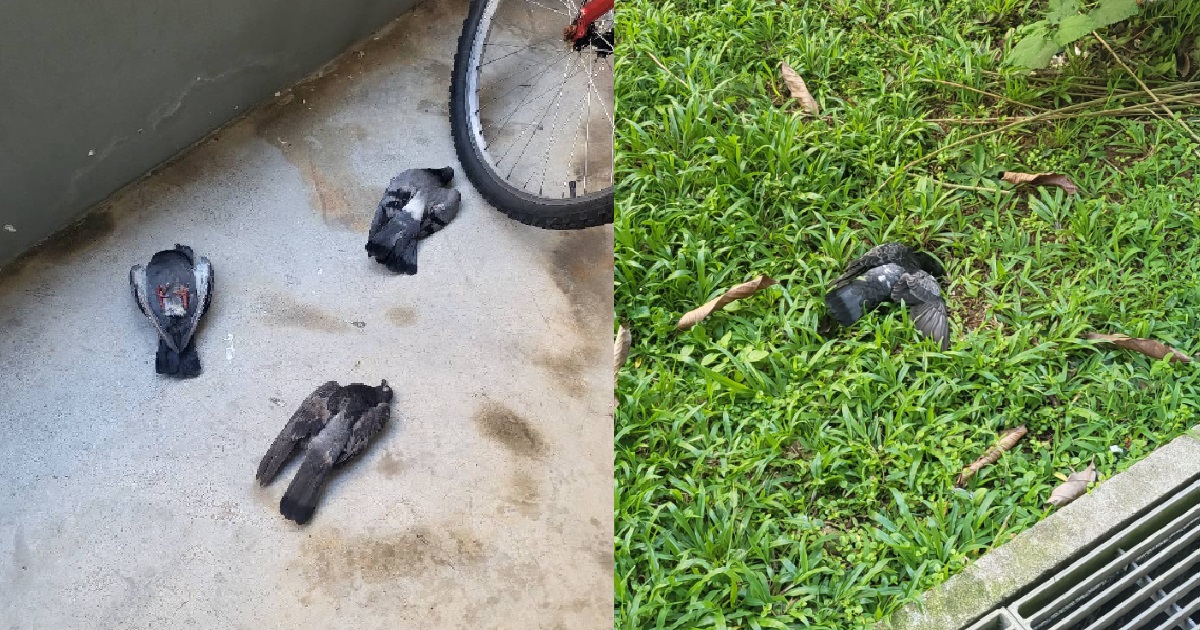 MORE THAN 20 PIGEONS FOUND DEAD IN YISHUN, CLEANER SAID THEY WERE GIVEN “MEDICINE”
