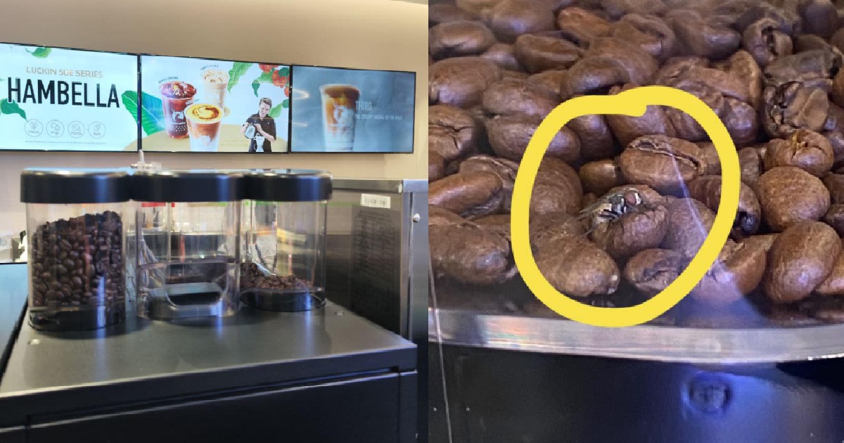 HOUSEFLY CAMOUFLAGED INSIDE COFFEE GRINDER @ TAMPINES LUCKIN COFFEE, SHOP APOLOGISES