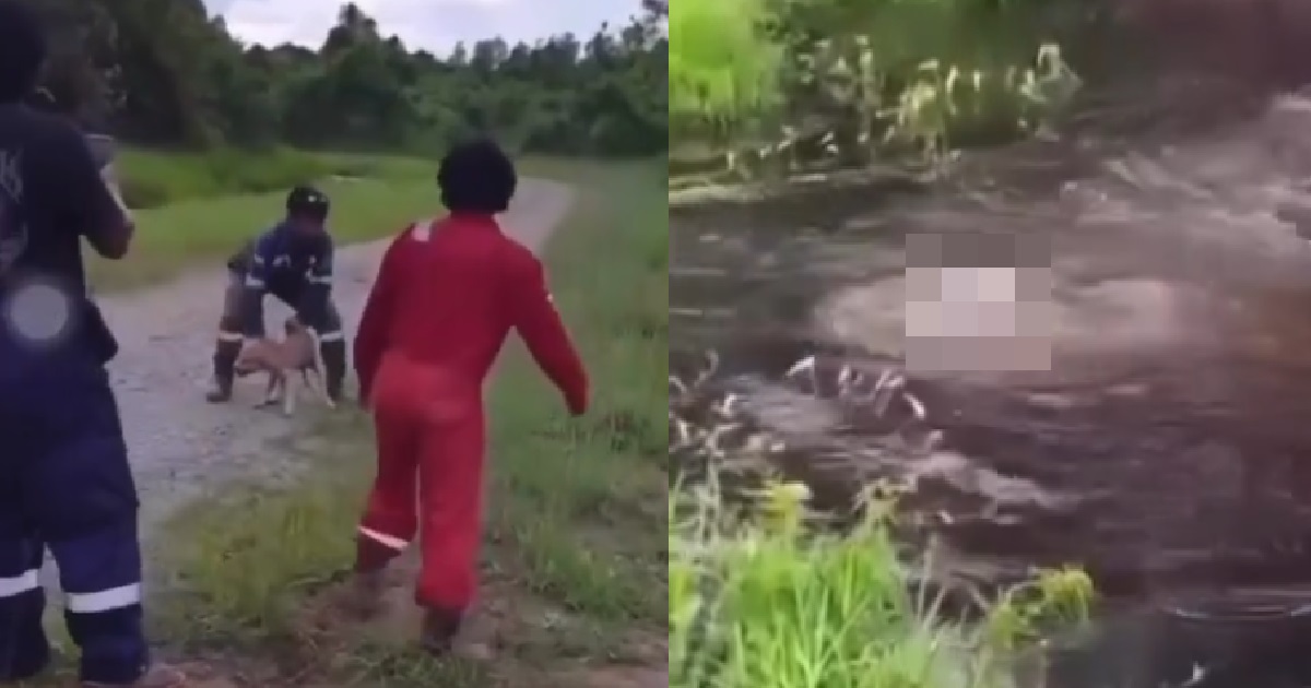 HEARTLESS MEN THROWS STRAY DOG INTO CROCODILE-INFESTED SWAMP & LAUGH AS IT GOT EATEN