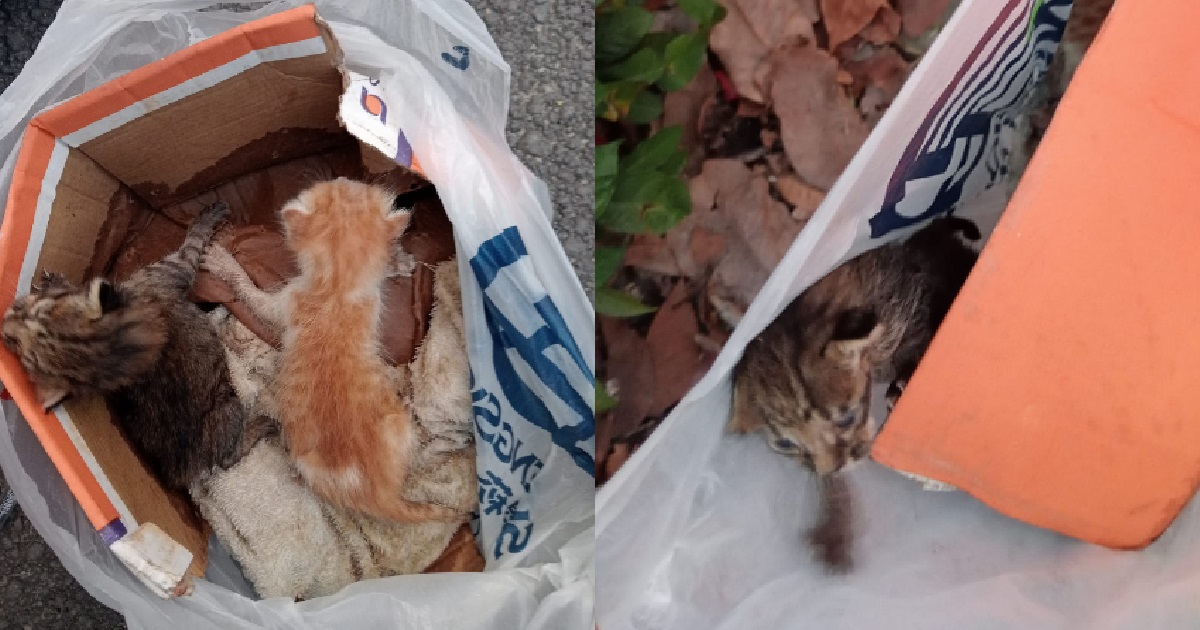 TRUCK DRIVER ALLEGEDLY ABANDONED 2 BABY KITTENS IN PLASTIC BAG @ SUNGEI KADUT