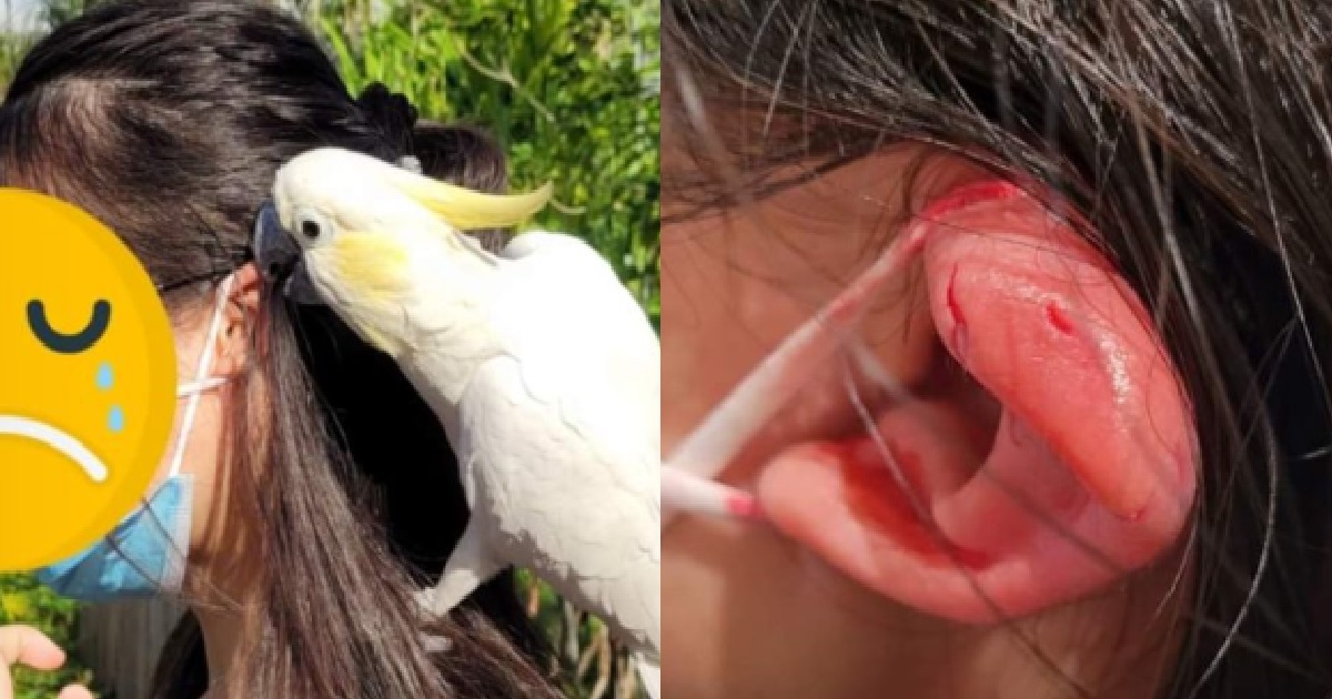 XMM GOT ATTACKED BY BIRD AT MANDAI BIRD PARADISE, PECK UNTIL EAR BLEED