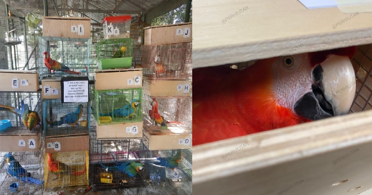 S’POREAN MAN FINED & JAILED IN M’SIA FOR SMUGGLING 11 PARROTS INTO THE COUNTRY