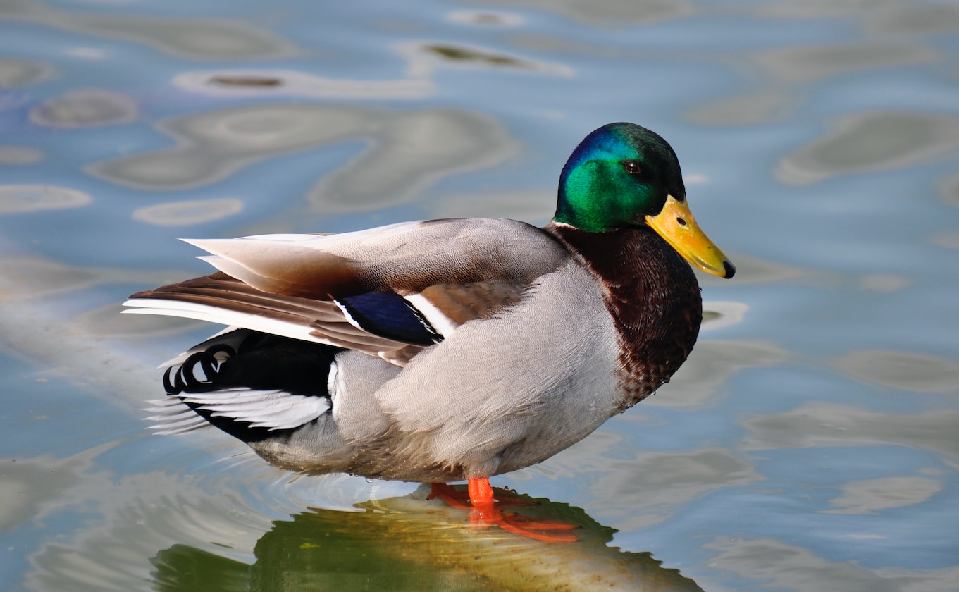 MAN SAYS WORKING AS A “DUCK” IS NOT EASY, PHYSICAL AND MENTAL TORMENTS