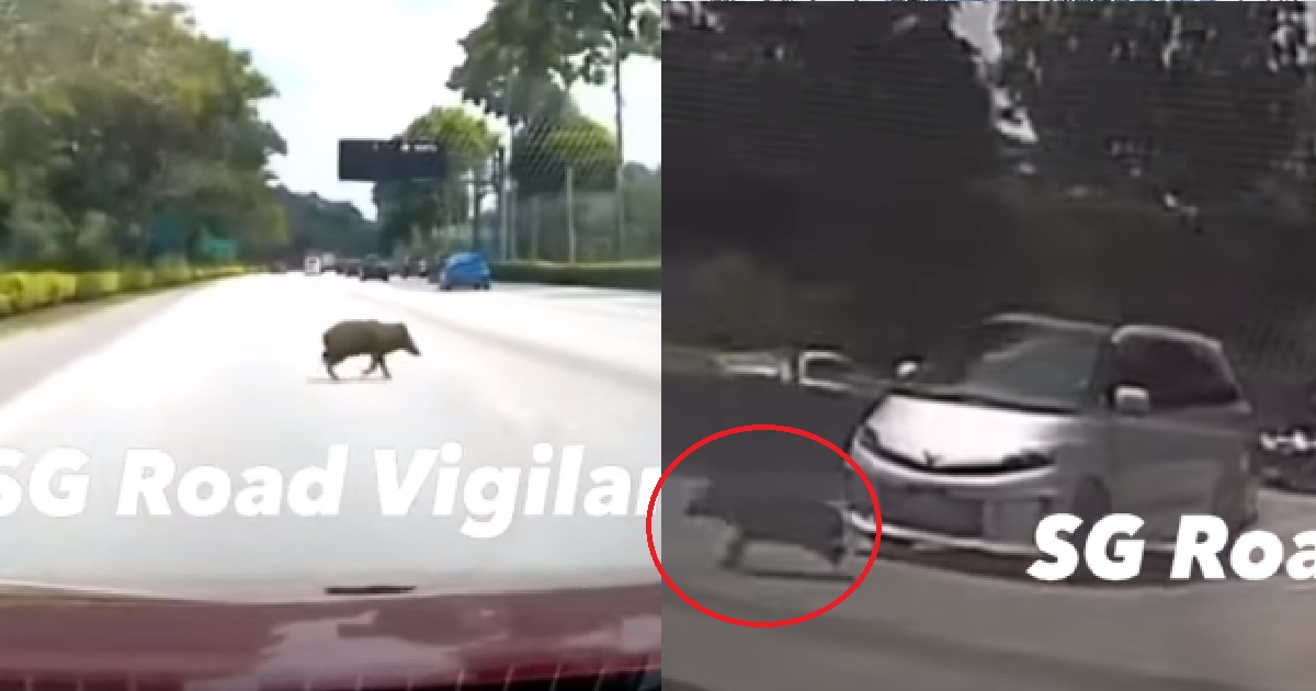 WILD BOAR SUDDENLY RUNS ONTO ROAD @ SLE, GETS HIT BY 2 CARS & TOH ON THE ROAD