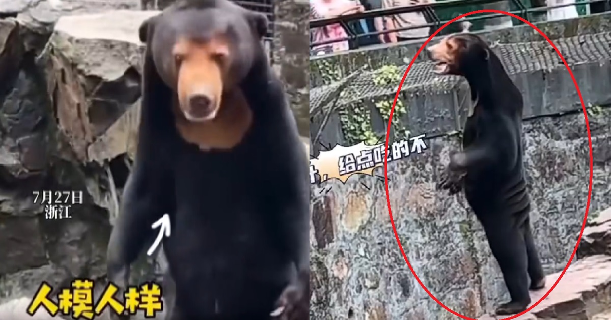 BEAR STANDING ON HINDLEGS IN CHINA ZOO, VISITORS SUSPECT IT’S A MAN IN A BEAR COSTUME