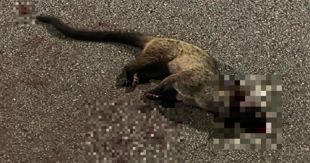 CIVET DEAD IN MIDDLE OF SG ROAD, KIND MAN BURIES IT SO IT WON’T BE DISCARDED LIKE TRASH