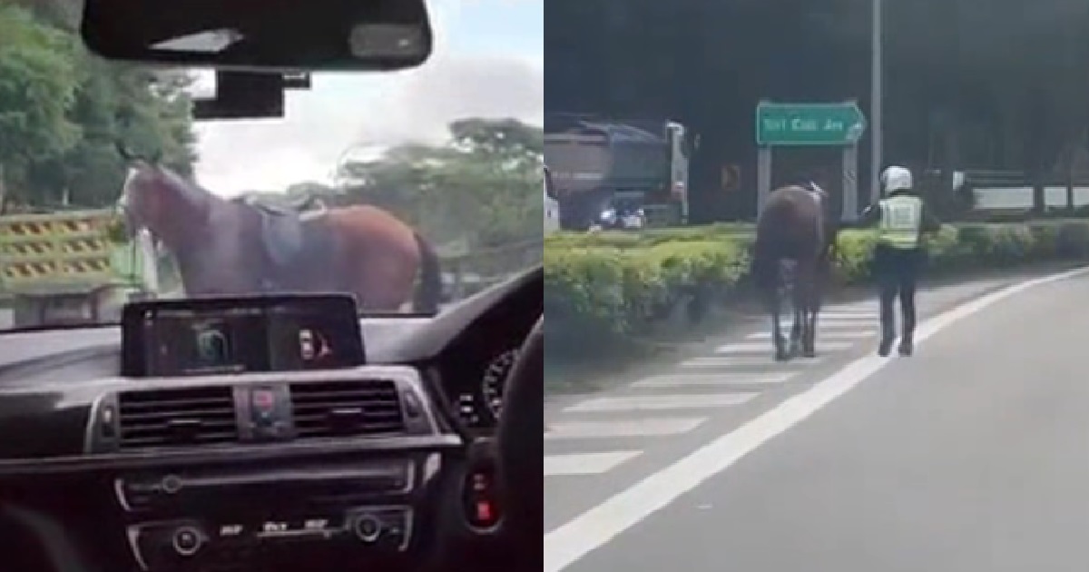 LOST HORSE WALKING IN MIDDLE OF BKE, “ARRESTED” BY LTA OFFICER – BO BEH ZAO