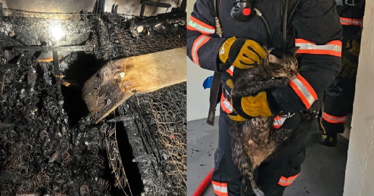 FIRE AT SERANGOON HDB UNIT, CAT FOUND IN LIVING ROOM AND RESCUED BY SCDF