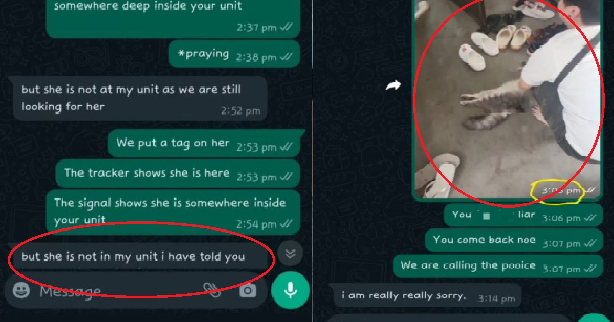 PET BOARDING SERVICE IN SG CLAIMS CAT WENT MISSING, OWNER FINDS DEAD BODY IN IKEA BAG