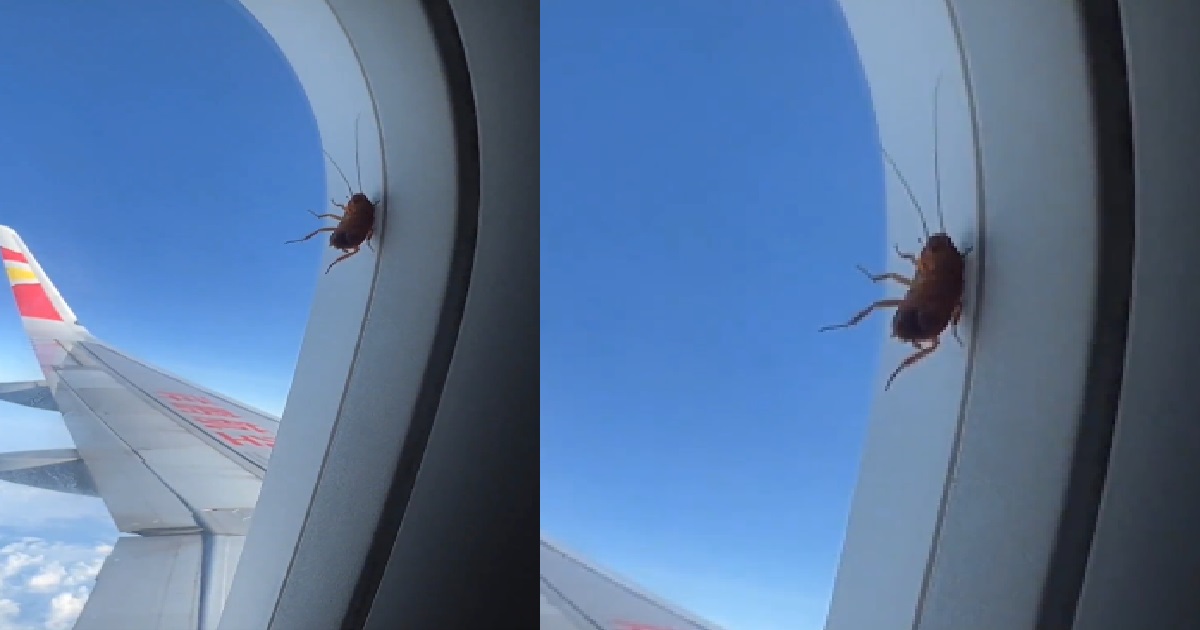 DETERMINED COCKROACH HOLDS ON TO AIRCRAFT WINDOW IN THE SKY FOR 3 HOURS