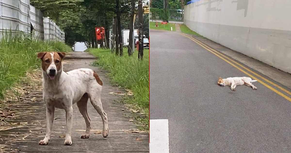 COMMUNITY DOG DIES AFTER HIT AND RUN INCIDENT SWEPT UP LIKE A PIECE OF RUBBISH
