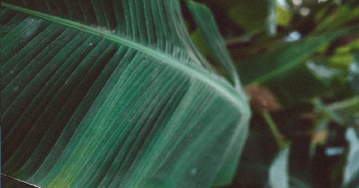 MAN WRAPPED HIS KKJ IN BANANA LEAF FOR A WEEK TO MAKE IT “SMELL NICE”, REGRETS IT
