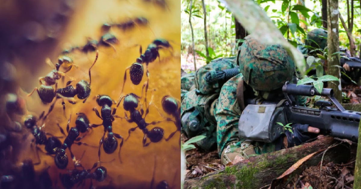 NSF LIE DOWN ON ANT NEST DURING FIELD CAMP, BECAME HUMAN BUFFET FOR THE ANTS