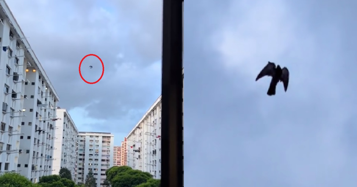 BIRD STRANGELY FROZEN ABOVE HDB ESTATE IN THE SKY, NETIZENS SAYS IT’S A GLITCH IN THE MATRIX
