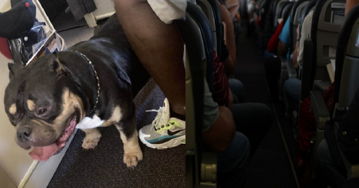 COUPLE SAT BESIDE DOG THAT KEPT FARTING & SNORTING ON S’PORE AIRLINES FLIGHT, WANT REFUND