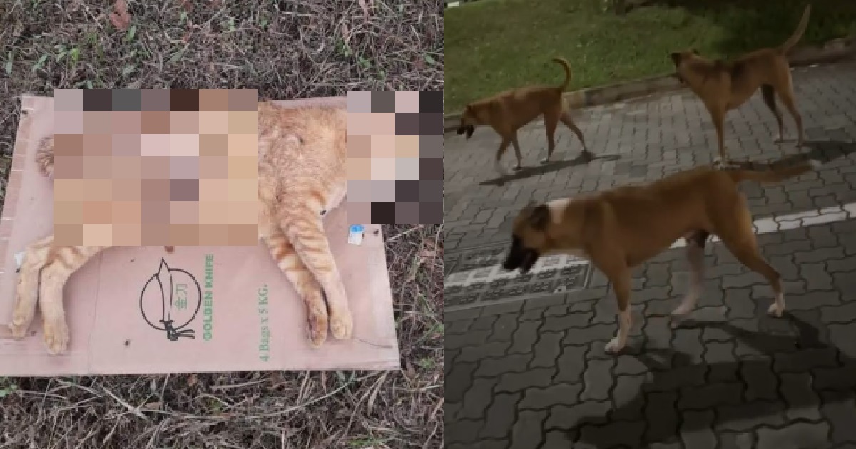 STRAY DOGS THAT ATTACKED & KILLED 50 COMMUNITY CATS, CAUGHT & CAPTURED BY AVS