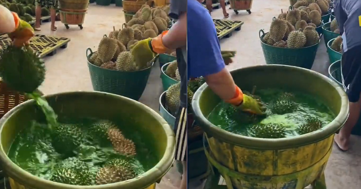THAILAND DURIAN SELLERS DYE FRUIT GREEN TO MAKE IT MORE “APPEALING”