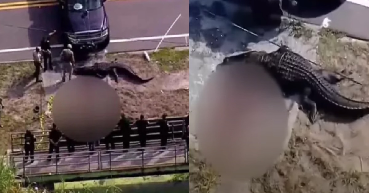 4.2-METRE LONG ALLIGATOR SEEN WITH HUMAN CORPSE IN ITS MOUTH, SHOT DEAD BY  POLICE