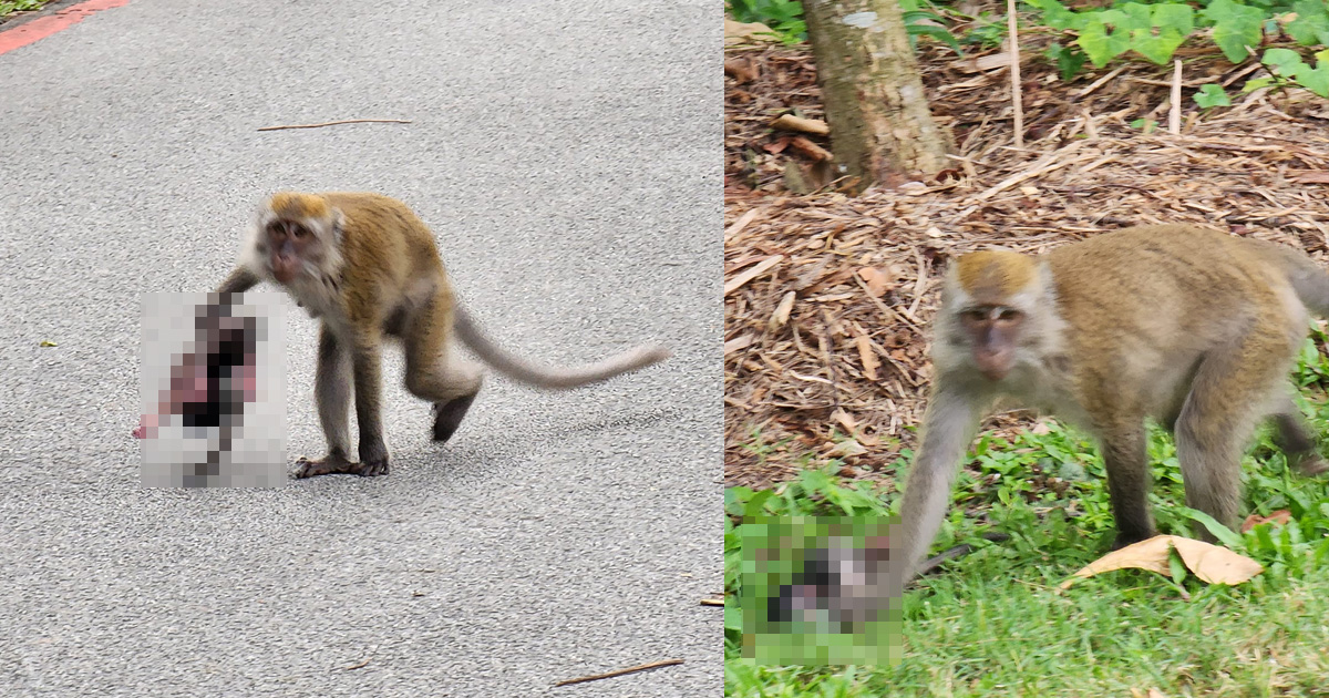 MONKEY SEEN CARRYING DEAD BABY MONKEY AT PUNGGOL WATERWAY