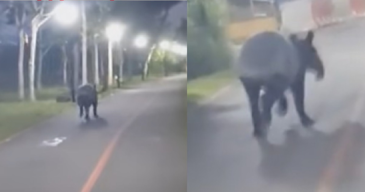MAN SHOCKED TO SEE TAPIR RUNNING PAST HIM @ PUNGGOL PCN, THOUGHT IT WAS A HORSE