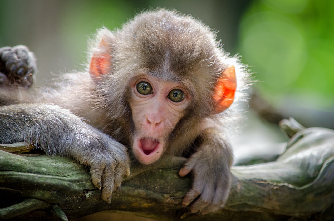 MAN SAYS HE IS TOO HANDSOME, KEEP GET FREE “ONS” SCARE KENA “MONKEY DISEASE”