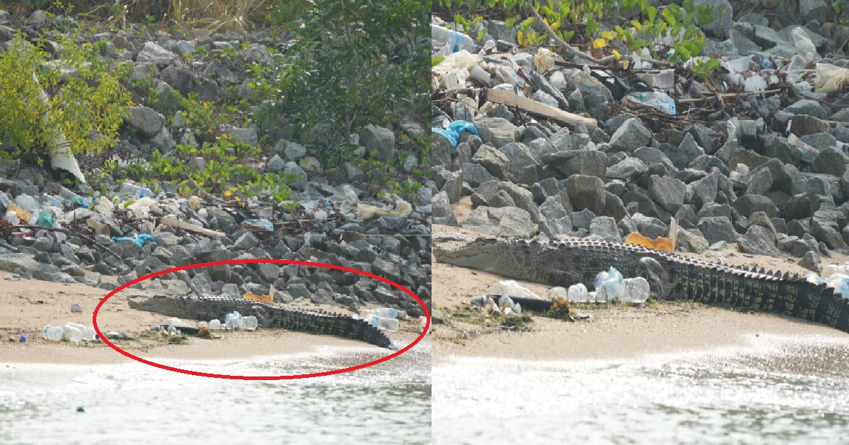 CROCODILE SEEN AT MARINA EAST BEACH, CAPTURED & WILL BE KILLED FOR SAFETY OF PUBLIC