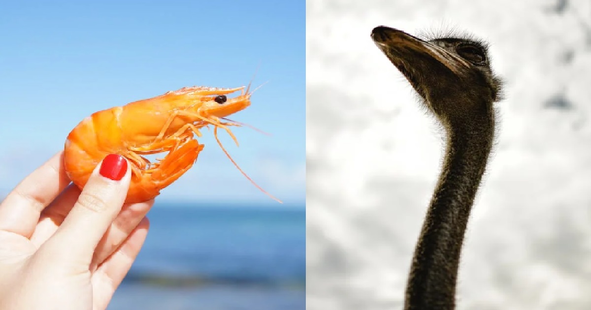 BF’S KKJ WAS SMALL LIKE SHRIMP, THEN 2 MONTHS LATER SUDDENLY BECOME BIGGER