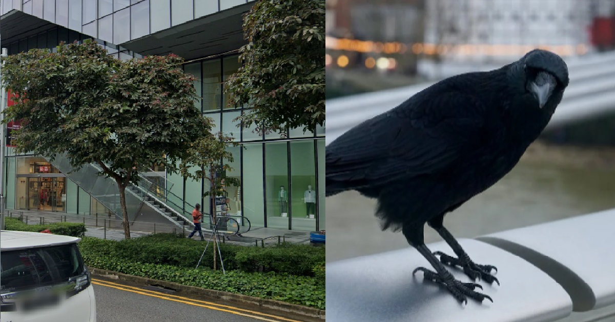 CROWS ATTACKING PASSERS-BY AT ORCHARD ROAD, MAN KENA PECKED UNTIL EAR BLEEDS