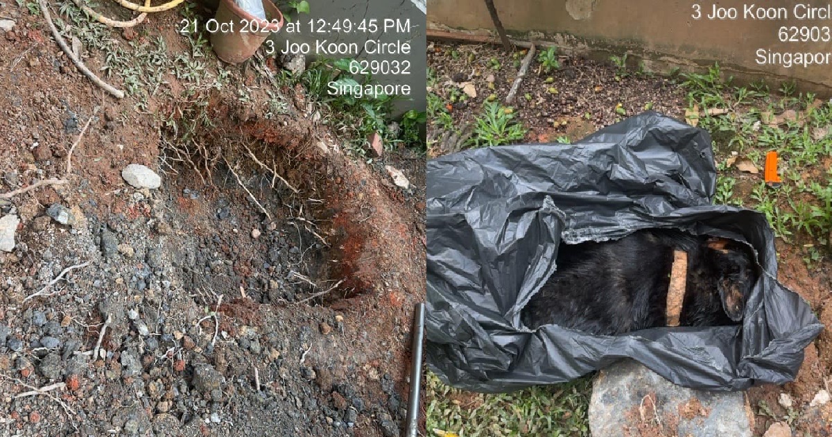 DEAD DOG THROWN INSIDE RUBBISH BAG FOR BURIAL @ JOO KOON, QUESTIONS RAISED ON CAUSE OF DEATH